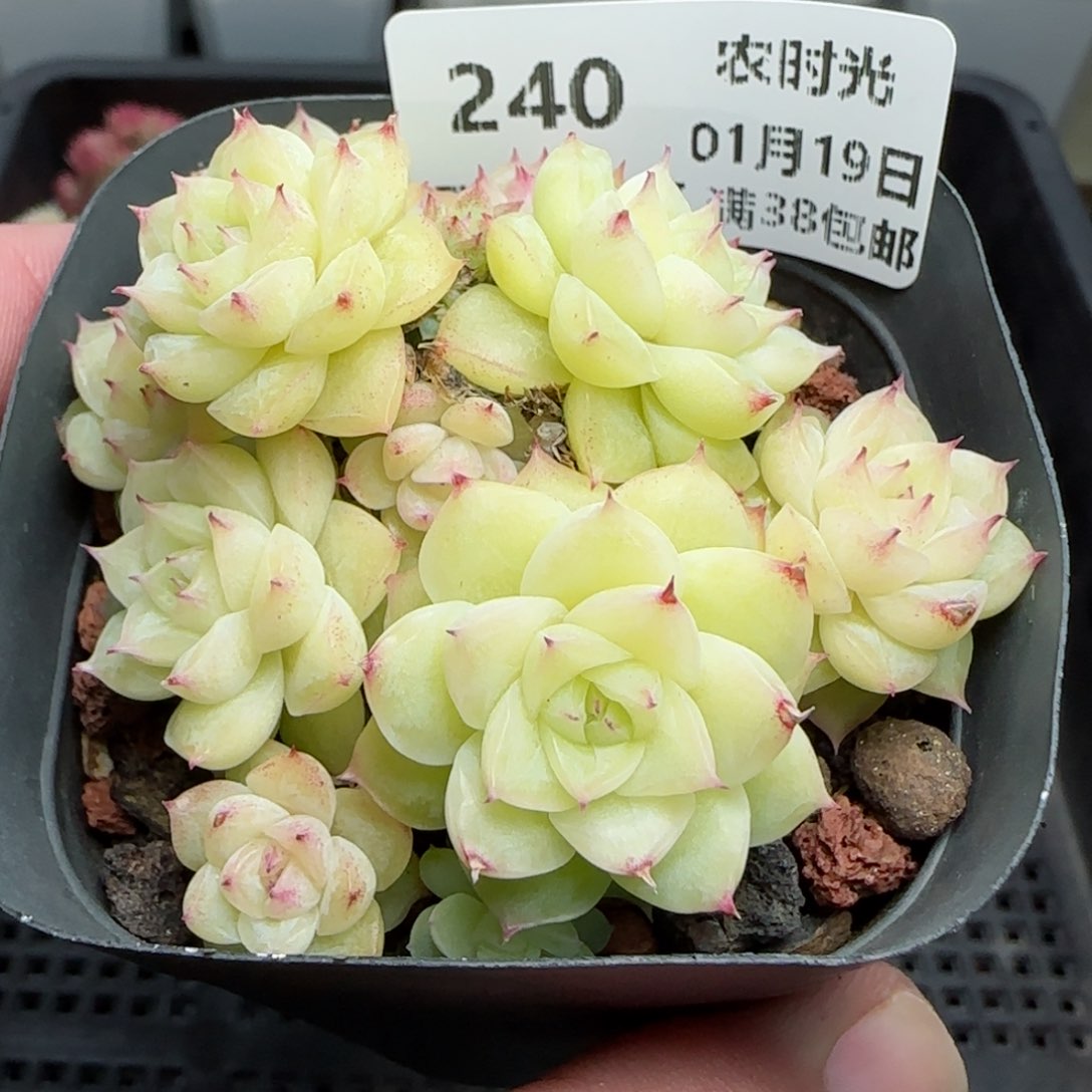 0119-240花朵麦秆