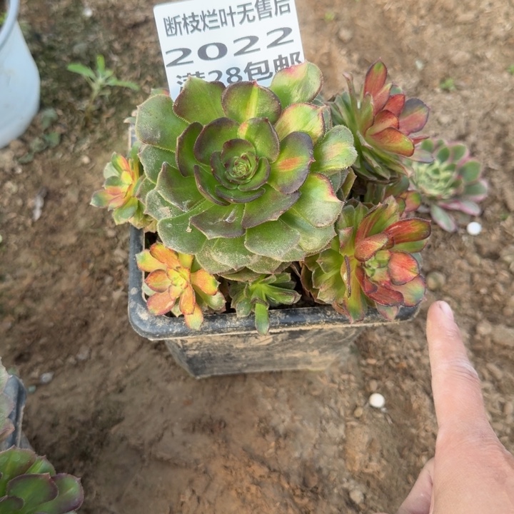 2022三号棚海王七彩