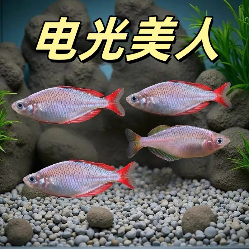 电光美人刚果美人石美人热带淡水观赏鱼群游草缸小型鱼灯科鱼新手