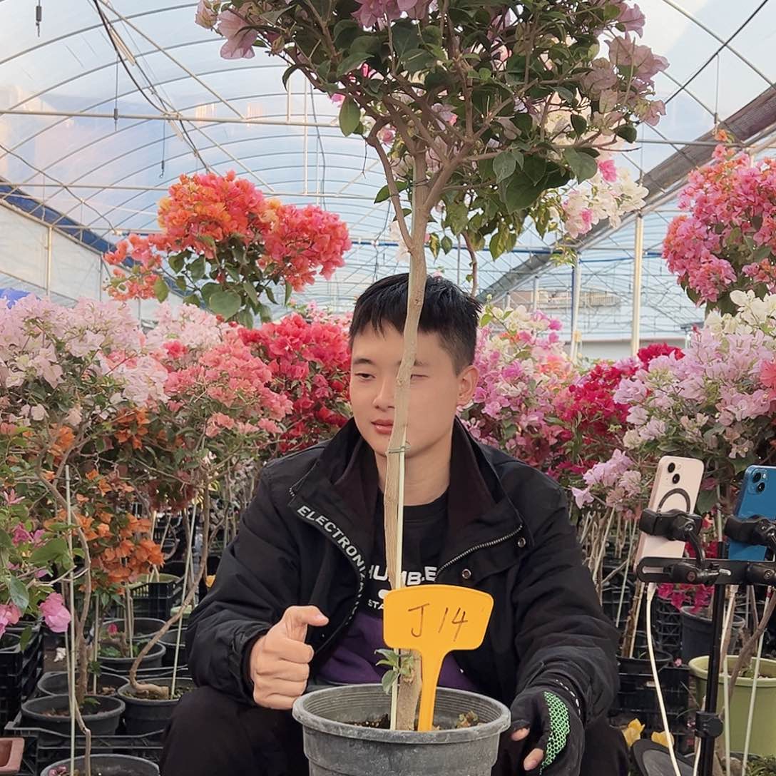 ****朵大部分花苞少量开放J14丽娜