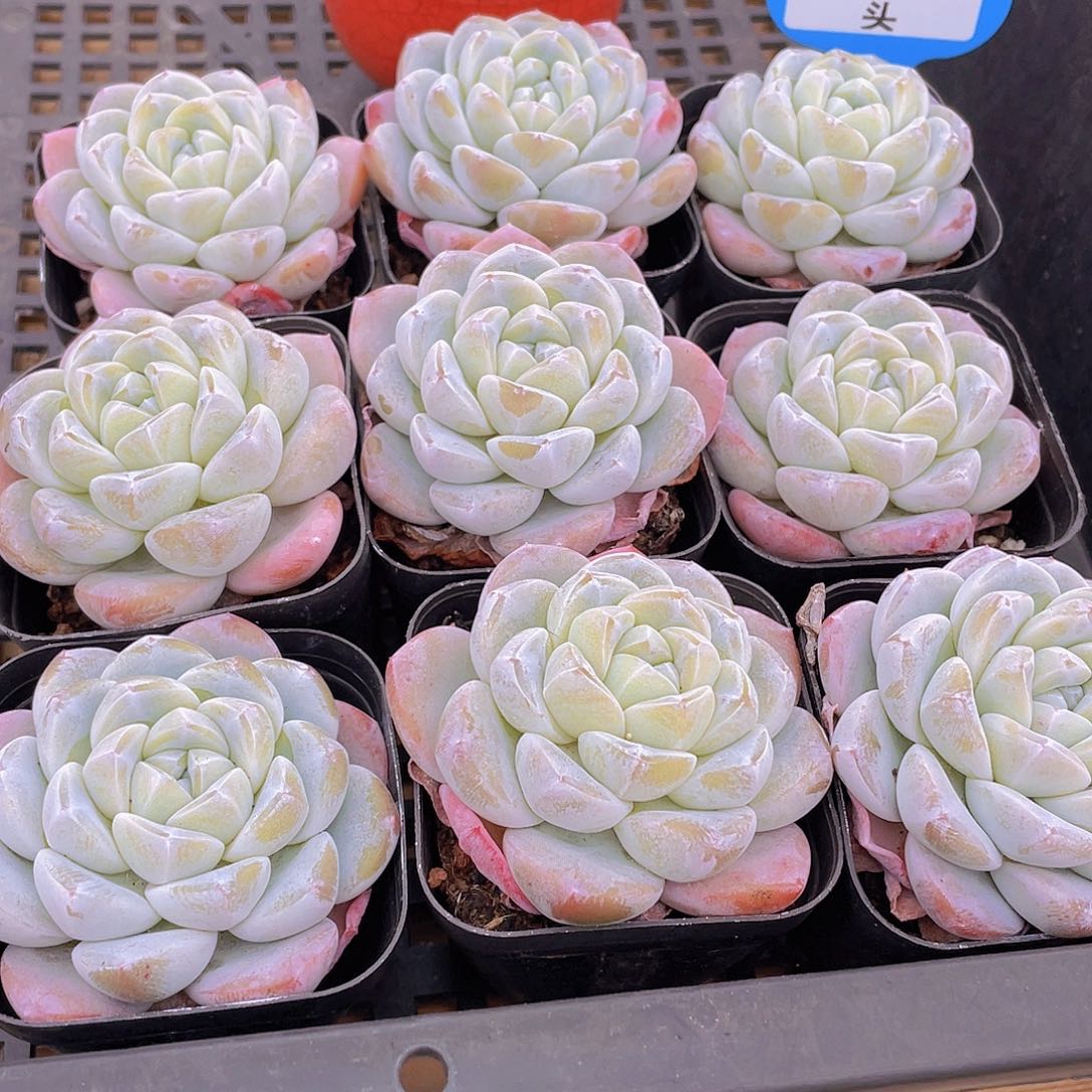 量拍3号 玉冰冰单头一个