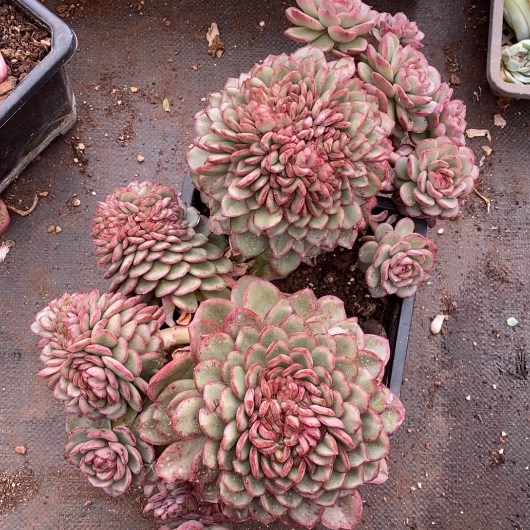 不包整散掉头~仙凡珍妮缀化