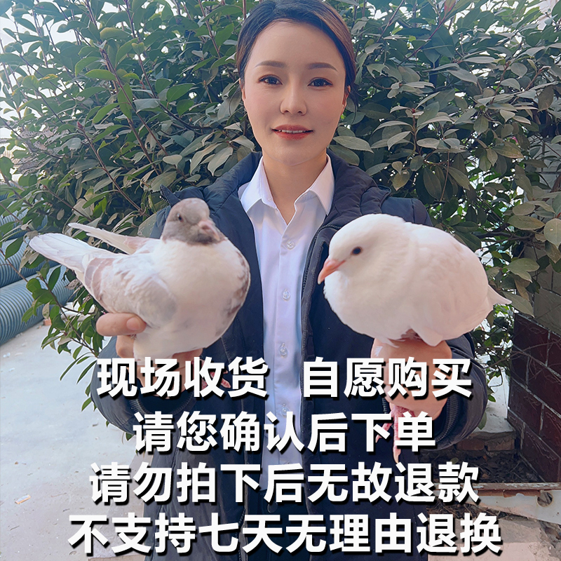 【三年以上老鸽子】农家散养土鸽子2只装 现宰发货 顺风包邮  