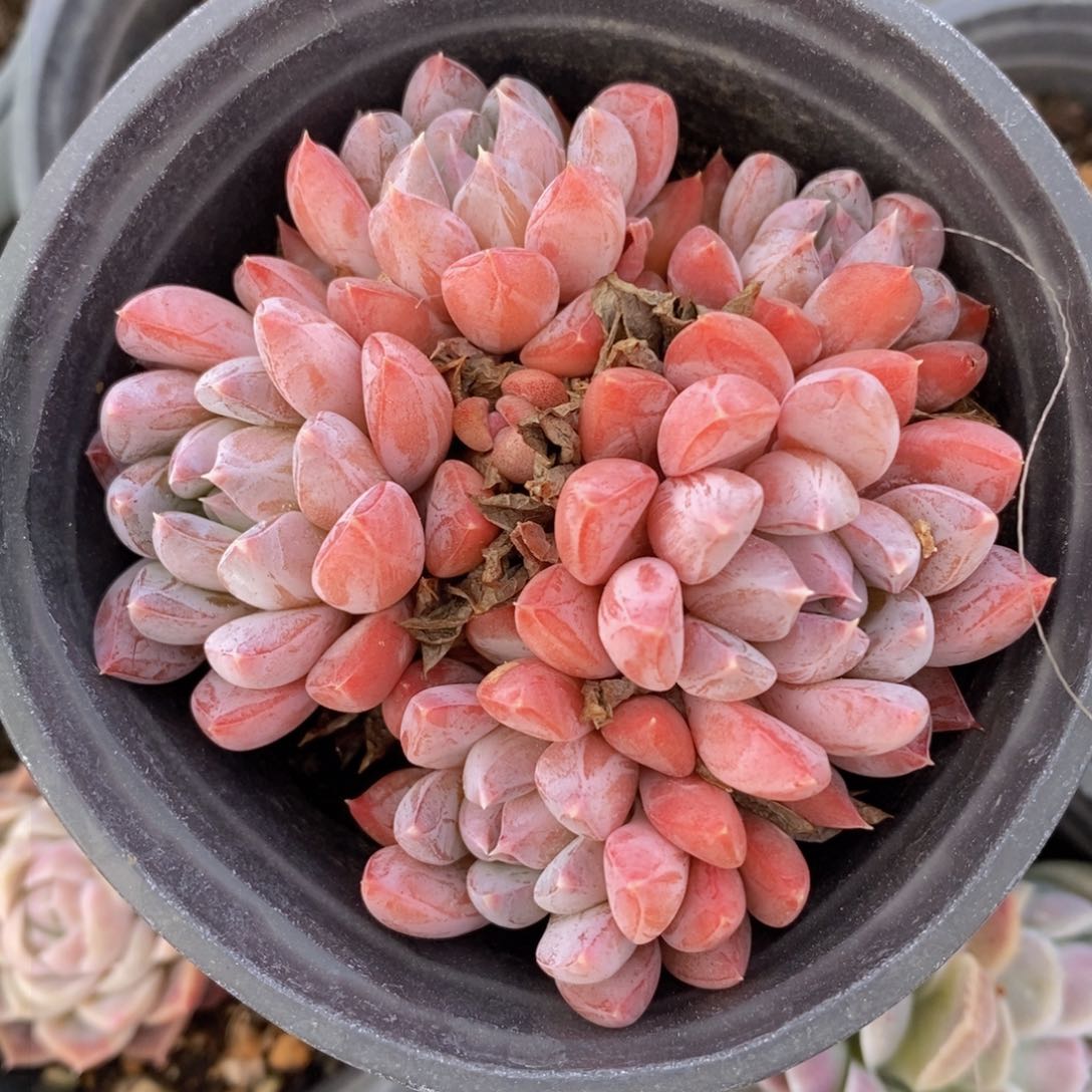 一物一拍多肉，下滑链接更多品种选择