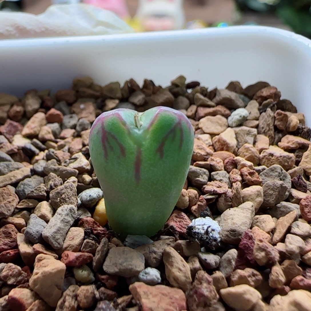 1-21-4-3当天满58包邮精品杂交1.1多肉脱土