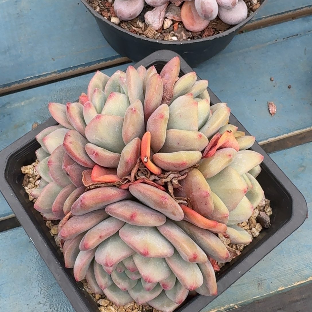 爱丽儿老桩一物一拍