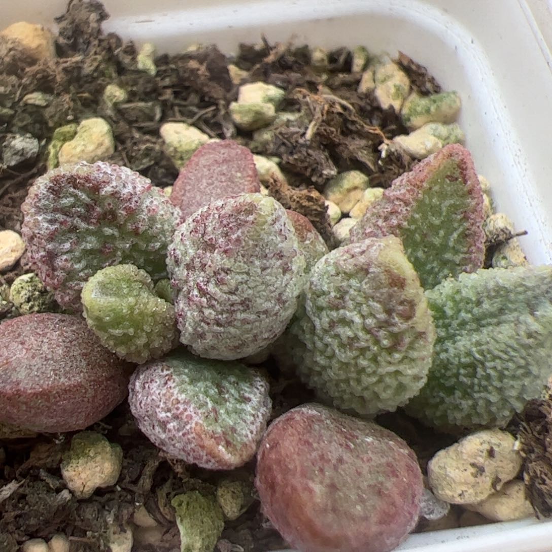 七彩仙女大苗多肉植物水泡