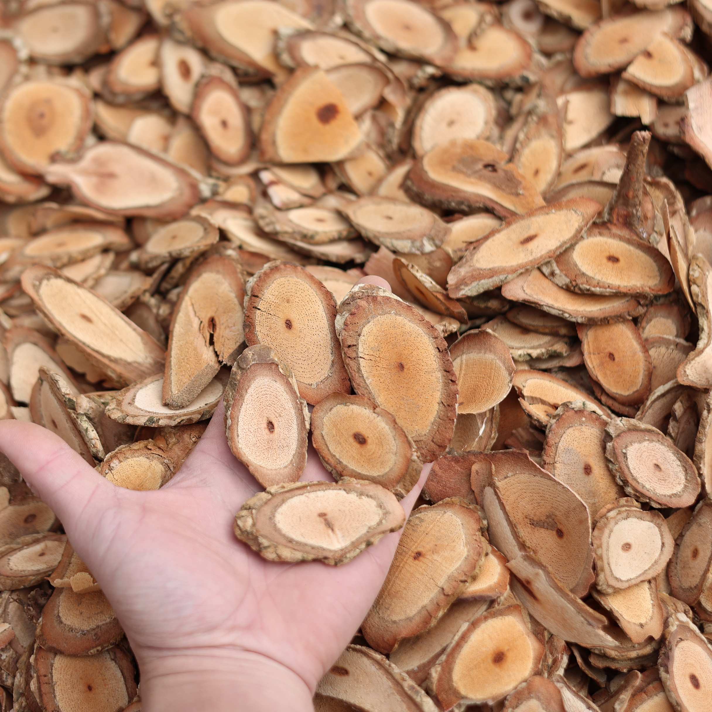 海风藤双藤汤鸡血藤桂枝大风藤根茎切片煲汤煮水500克