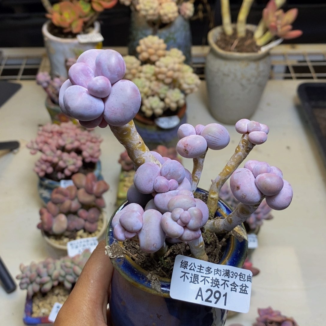 291芭比奶多肉8c m