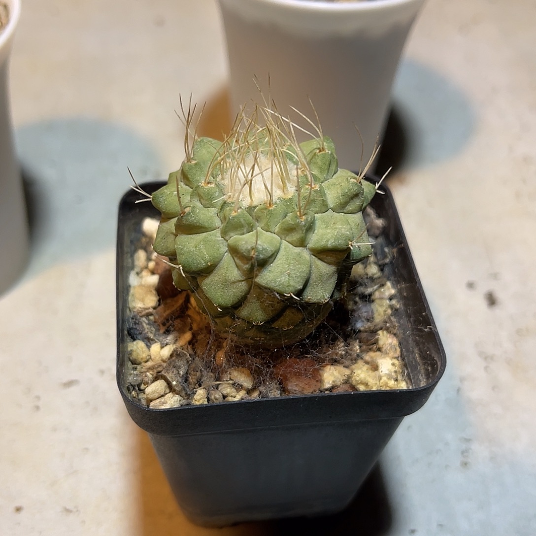 实生菊水一物一拍