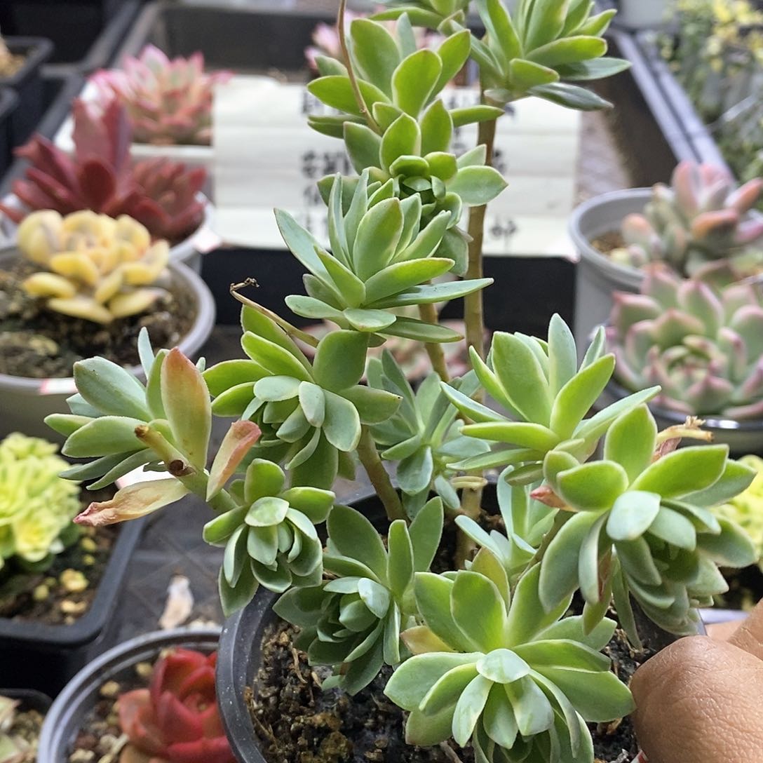 2457薄化妆锦多肉