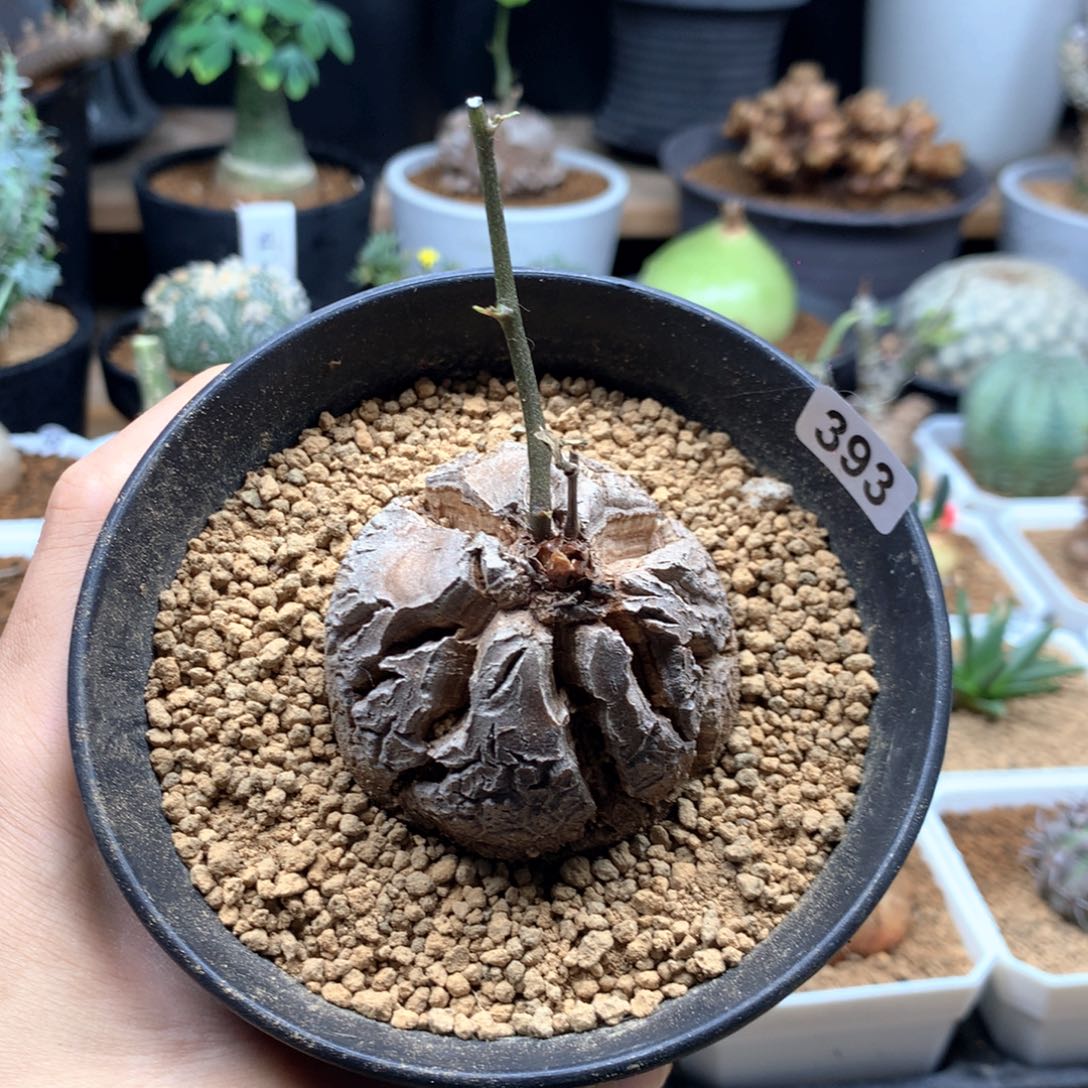 南非龟甲龙带盆发货多肉393