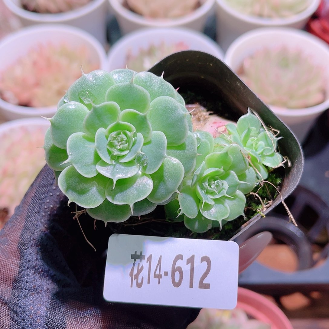 花利美14-612贝尔