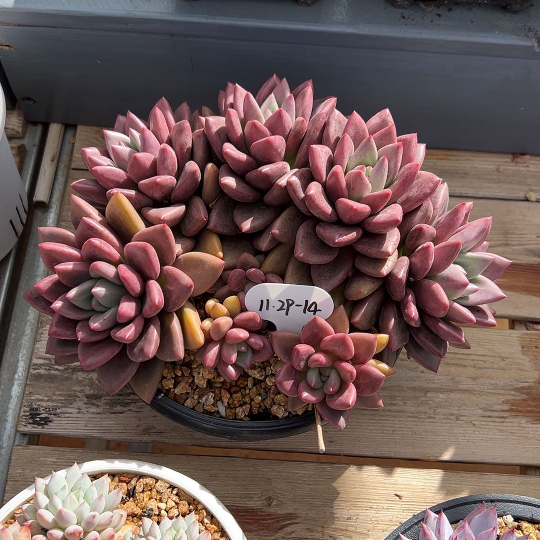 睿***巧1129-14桃花源大朵朵