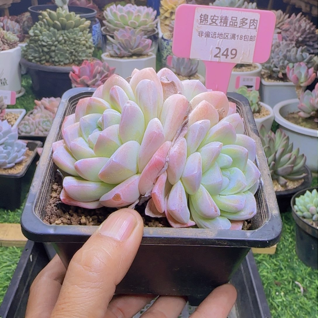 锦安精品多肉植物249