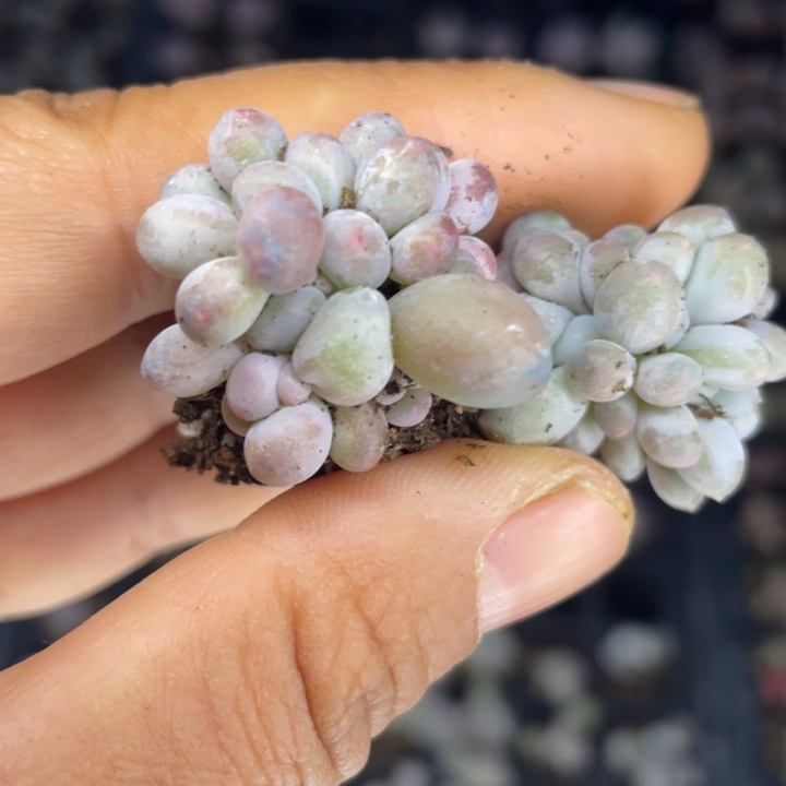 汤圆群发2颗满18包邮