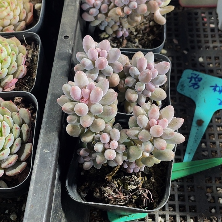 婴儿手指带盆土发货