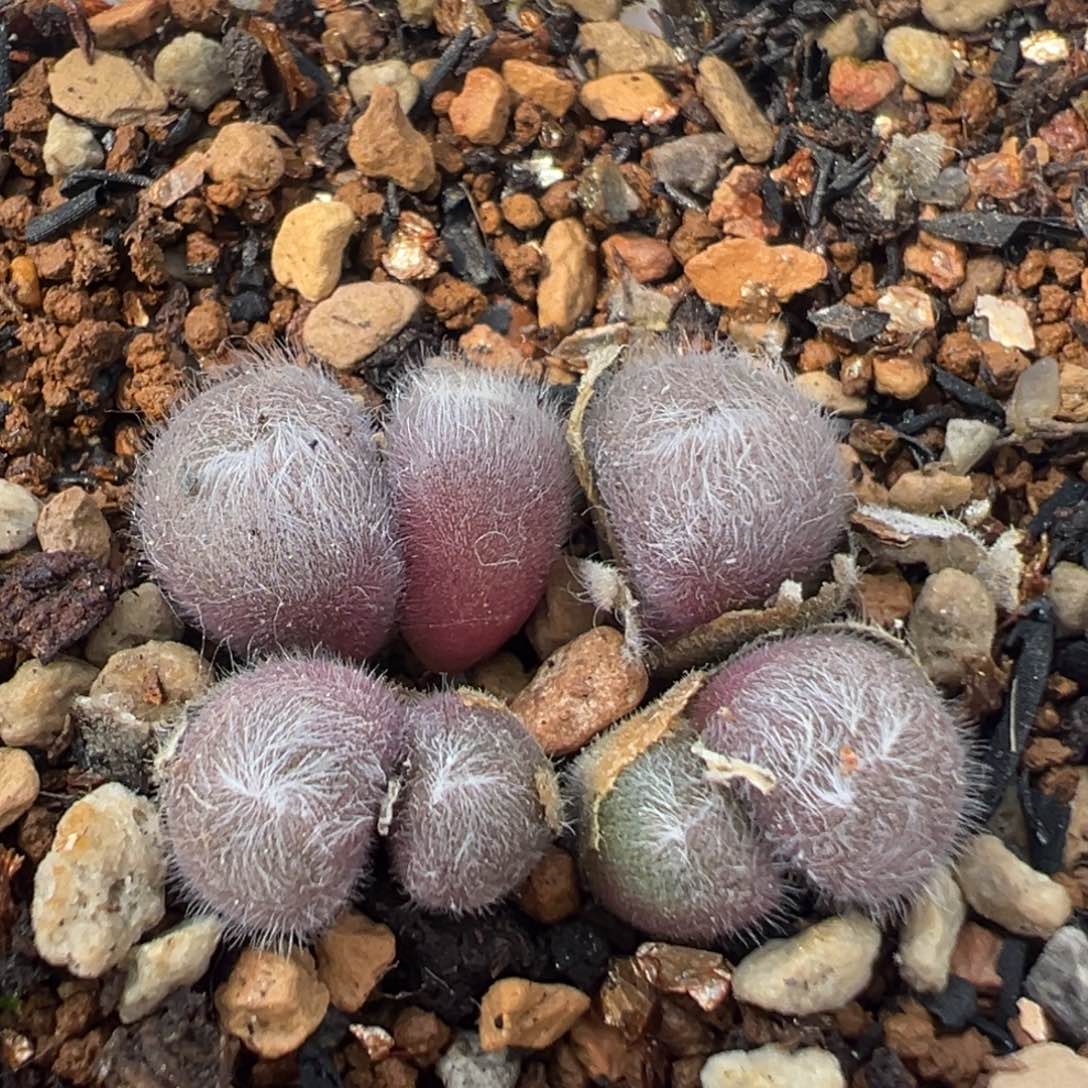 13多肉植物百科知识