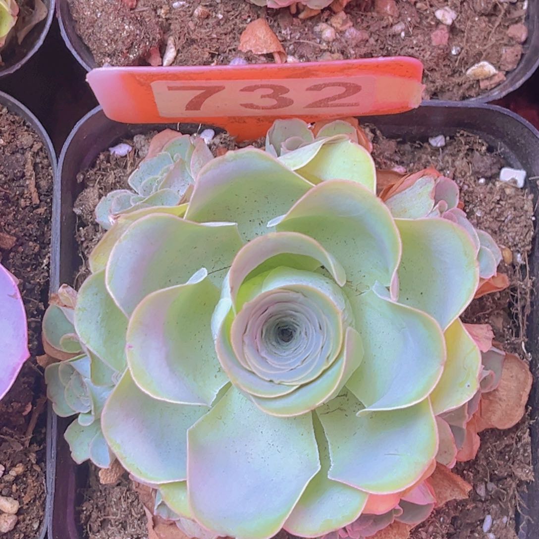 732山地玫瑰多头