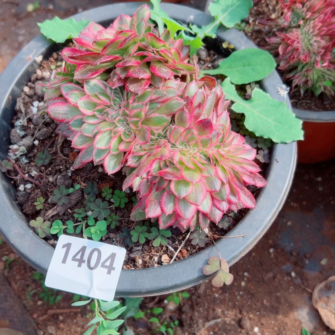 我1404 号多肉法师新年特价荔枝