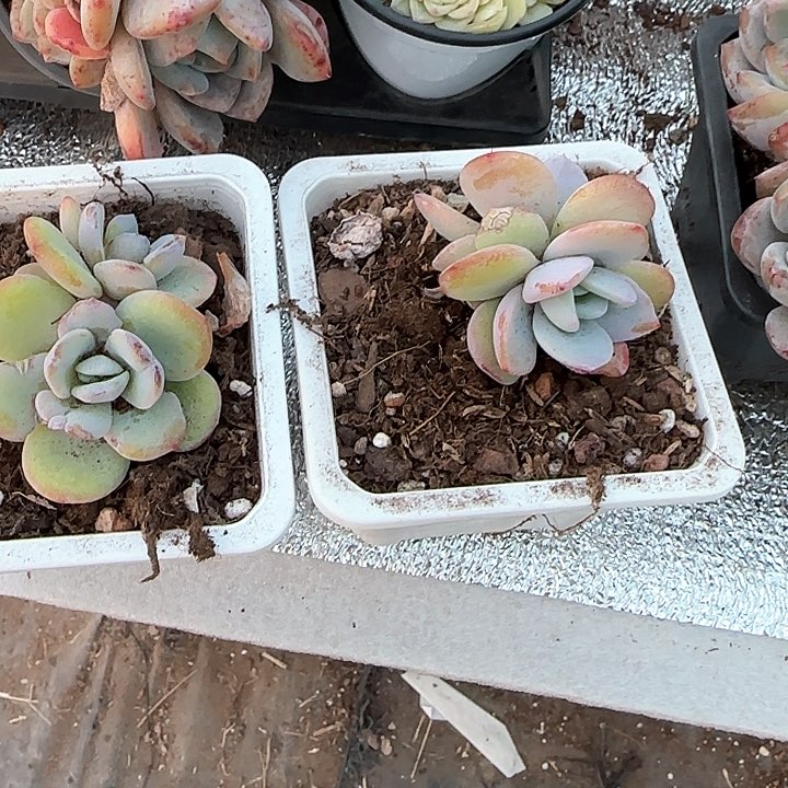 青蛙王子儿童牙膏111