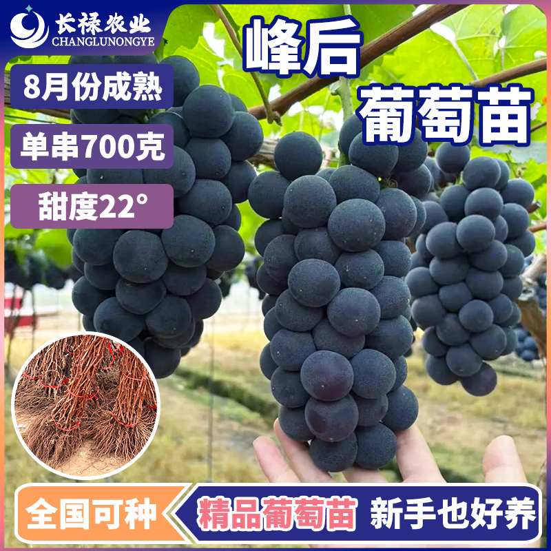 嫁接特大葡萄树苗峰后葡萄苗葡萄藤盆栽南北方种植耐寒无籽葡萄苗