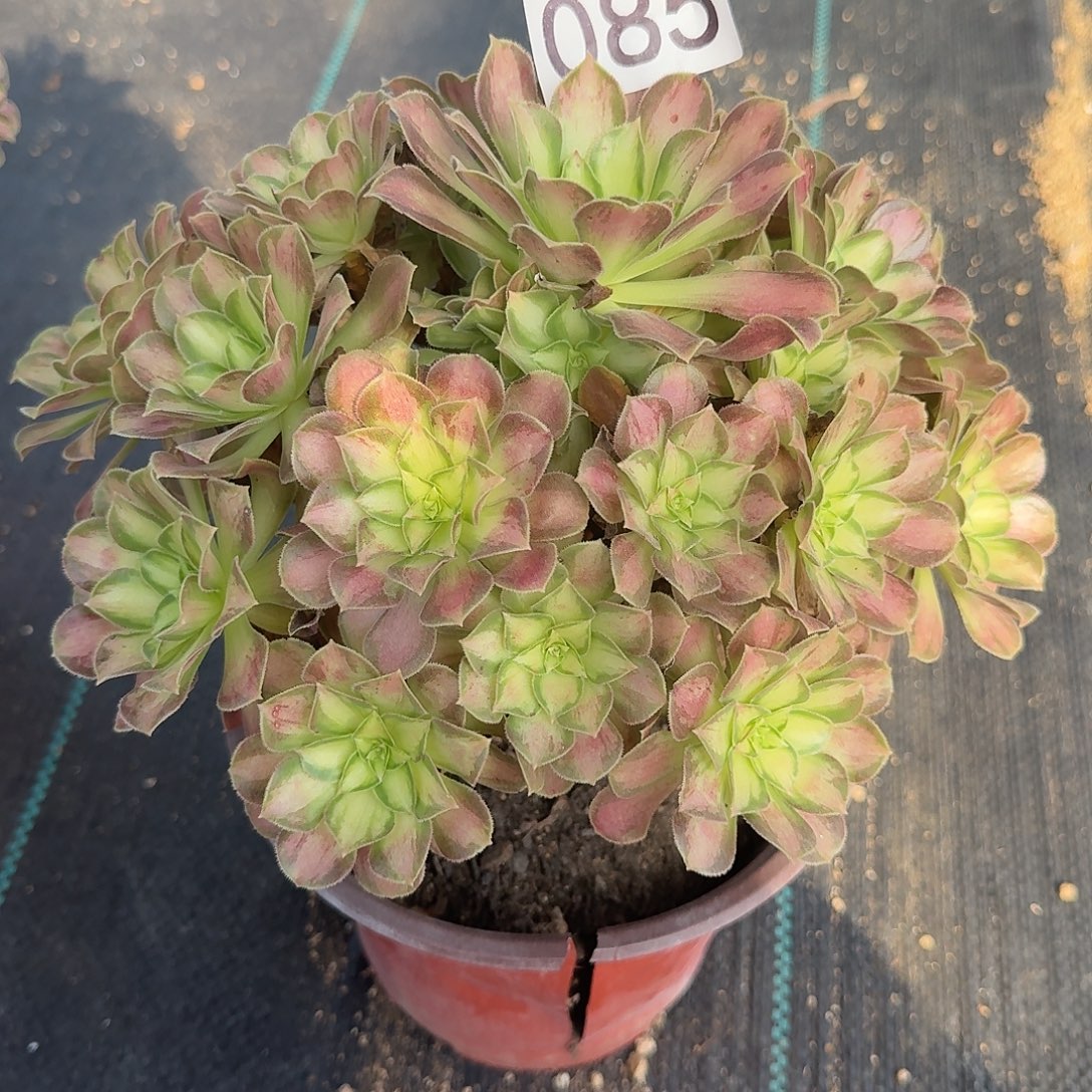 邵华法师超周正美美