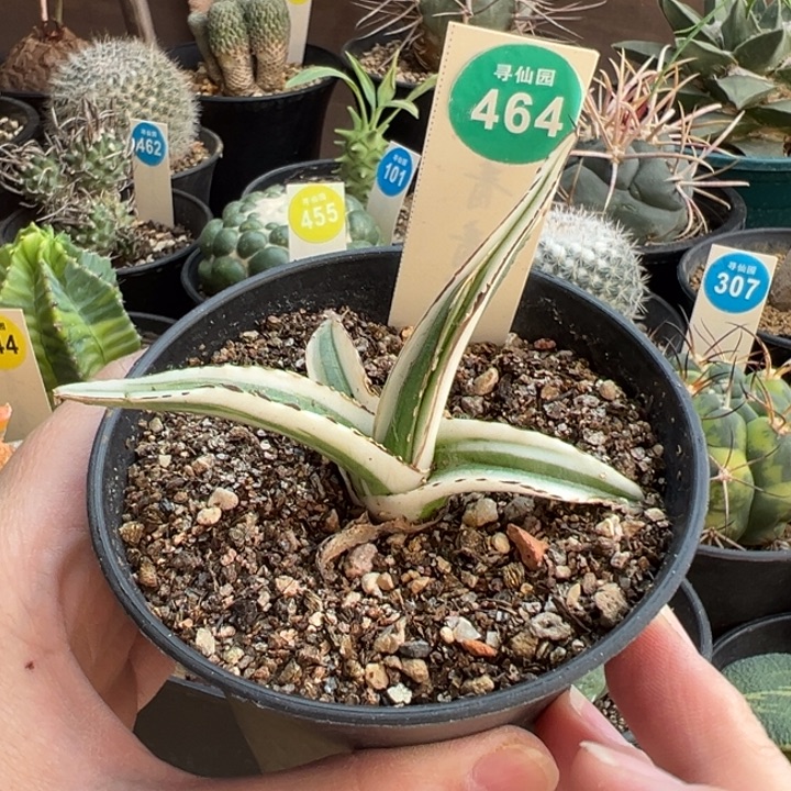 冰山一颗66878566