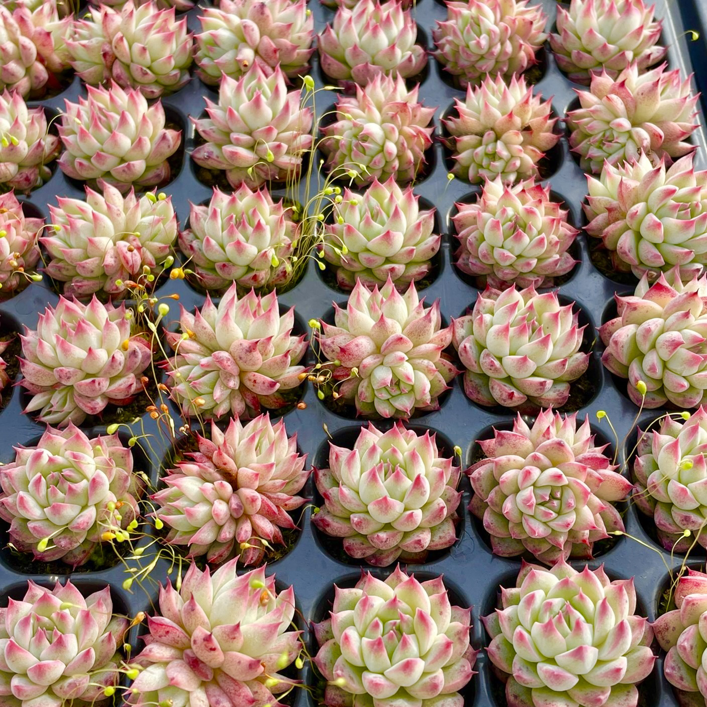 满18元包邮-穴盘梦瑶多肉2-3厘米左右