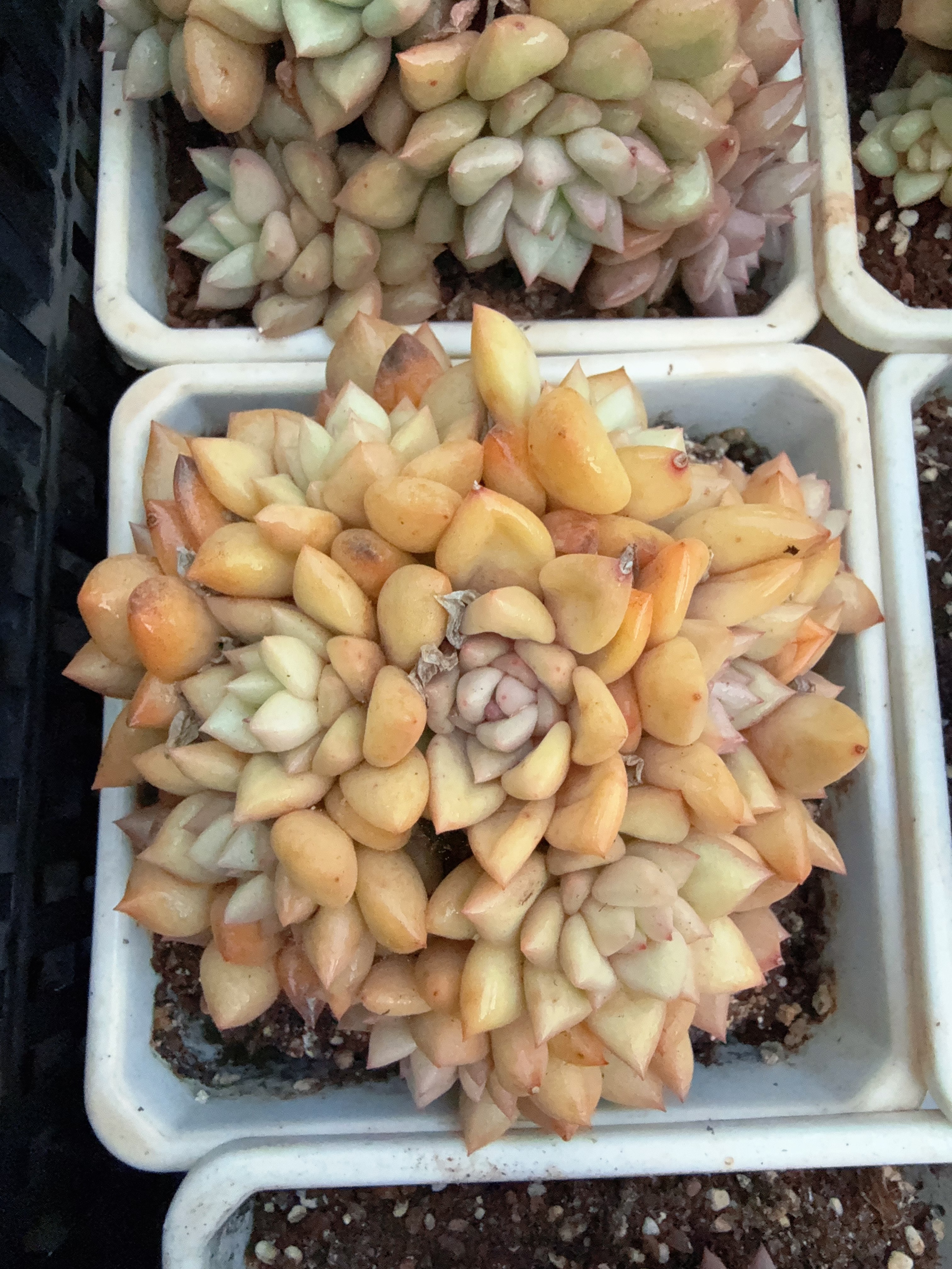 140#多头象牙无砍（10-13cm）脱土