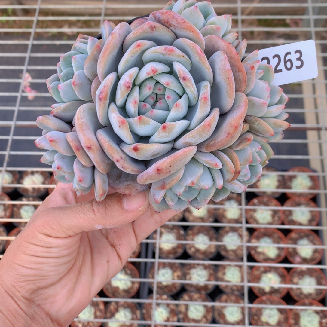 暖**光2263多头一个大帅哥！抖音