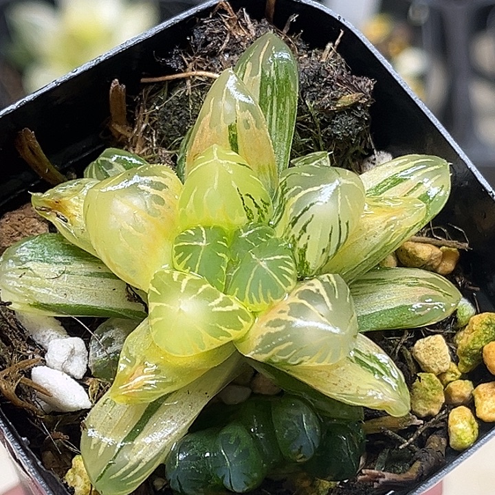 142半糊半极上斑老川锦