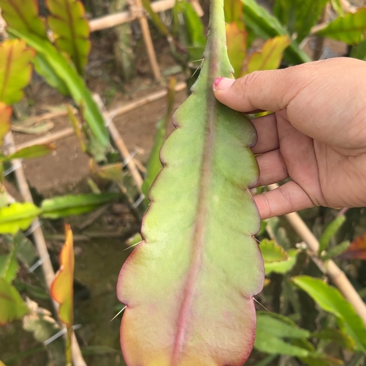 6令箭卡罗无根10公分左右20包邮