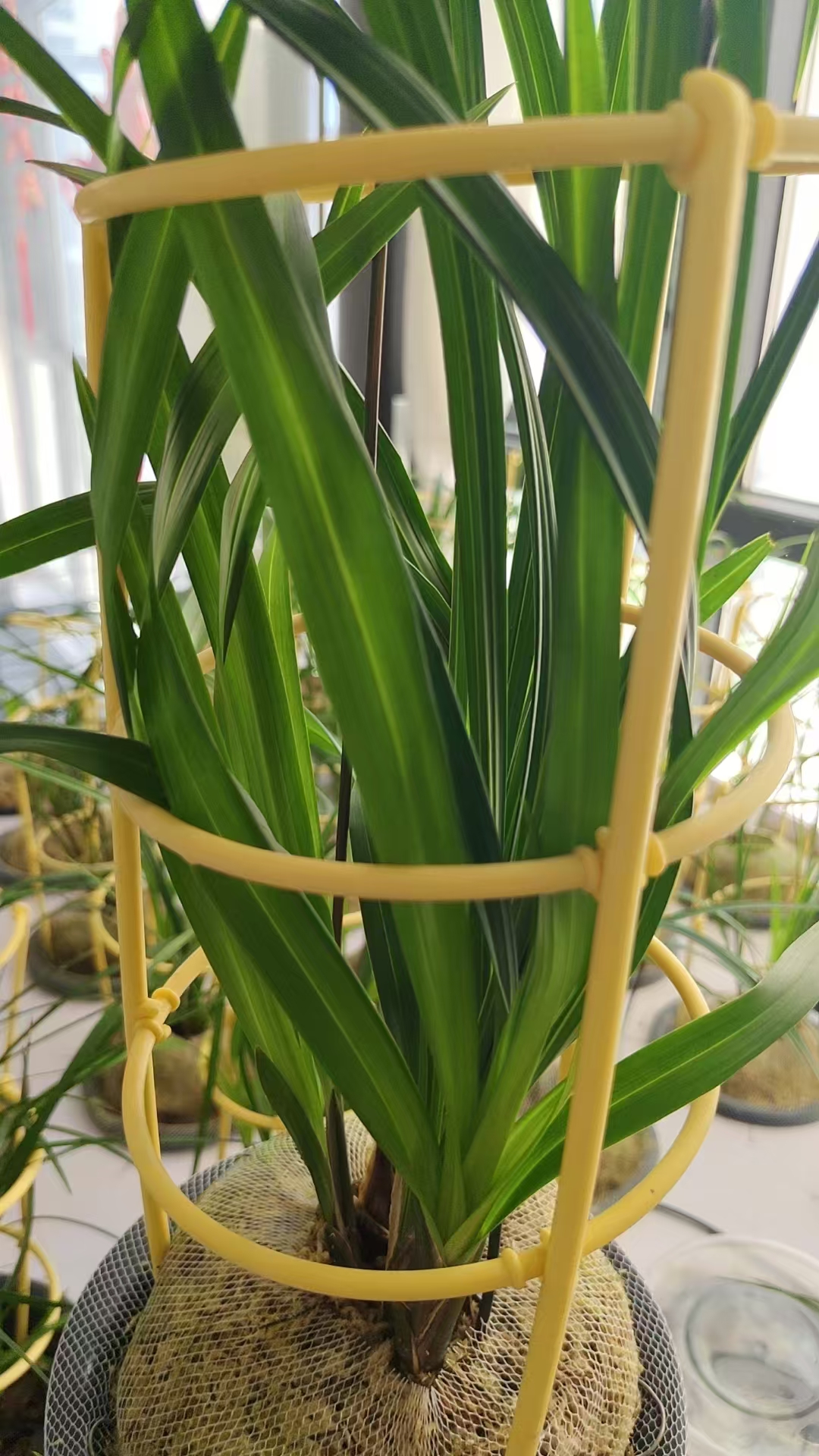 莲瓣兰，药草兰花盆栽兰草，莲瓣王宋梅兰花东方