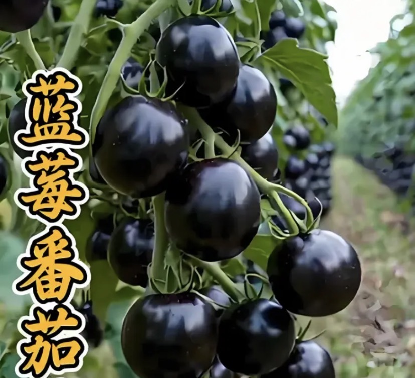 【蓝莓番茄种子】四季种植盆栽地栽阳台小院种植