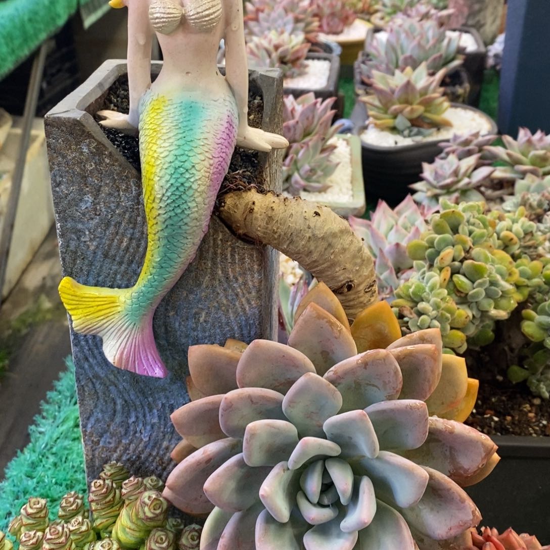 奥普琳娜多肉植物盆栽