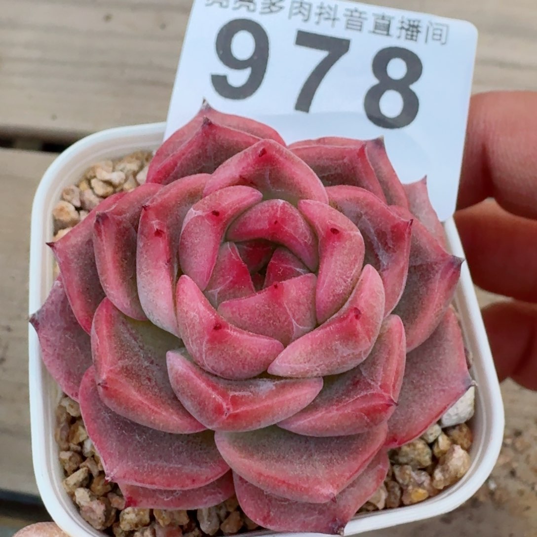 孤品珍妮         多肉植物