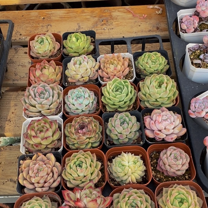 988多肉植物保护研究所所长助理研究员等