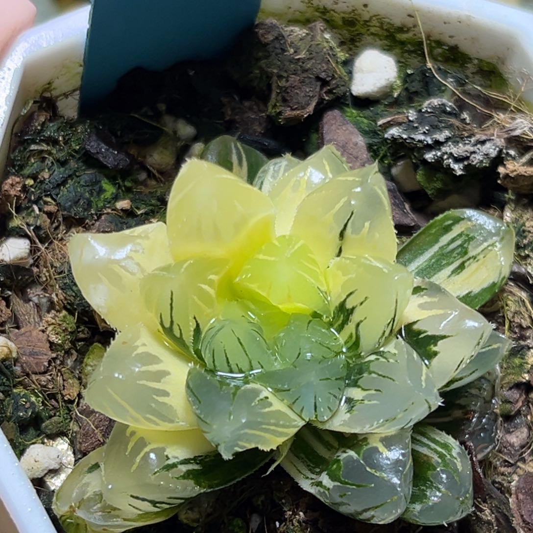 恭喜发财大吉大利0213夜之舞