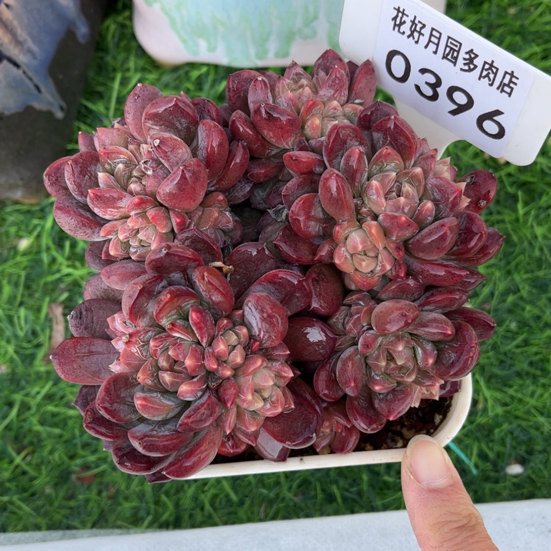 多肉植物0396 满30包邮