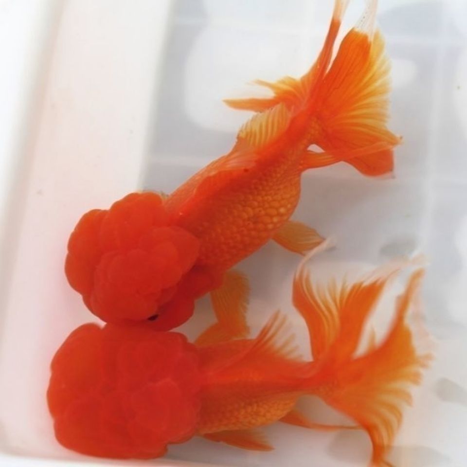 冷水观赏鱼狮子头金鱼活体好养宠物鱼活体鱼清理发货