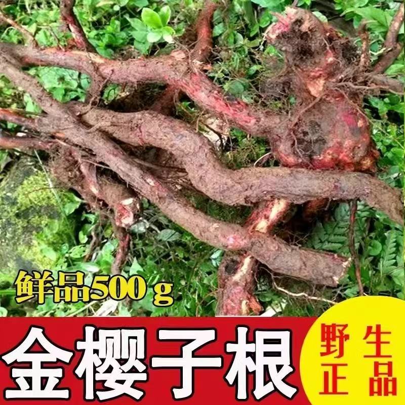 贵州野生金樱根金樱蔃脱骨丹金英根金樱子树根可泡酒煲汤新鲜自挖