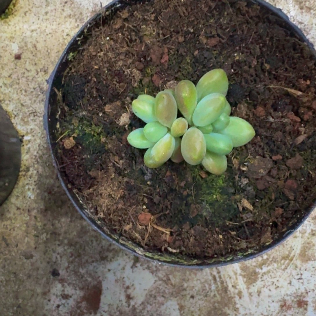 戴蒙德 双头  一物一拍