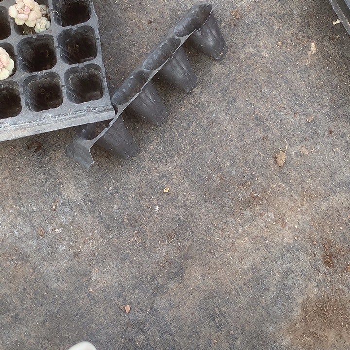 蛋黄5颗。彩虹5颗。  包邮