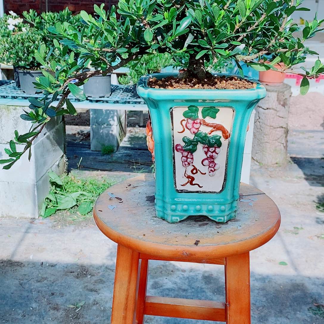 全部花苞鉯****?腊玉花