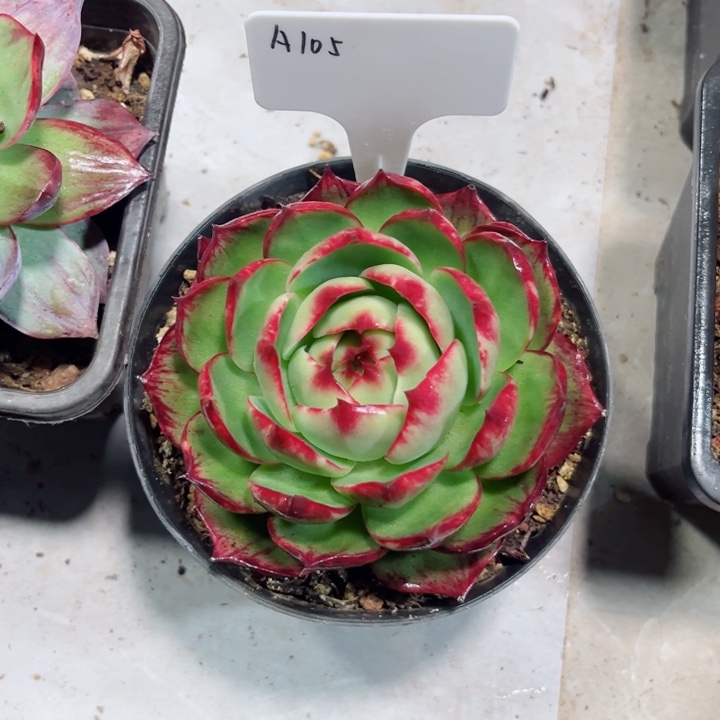 烟***花惊鸿仙子多肉植物A105