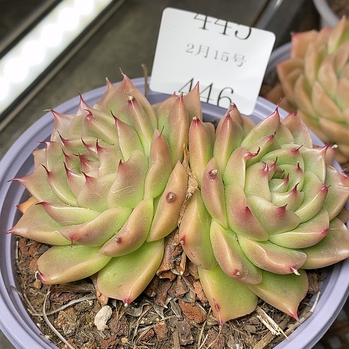 【闪购商品】云446