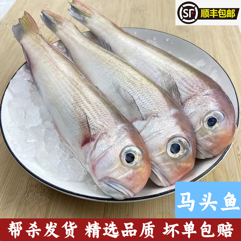 马头鱼南海小青根深海野生捕捞渔船海鲜（约2~3条/斤）帮杀