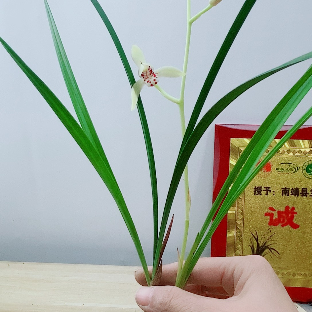 当前无花栽培后可以开花