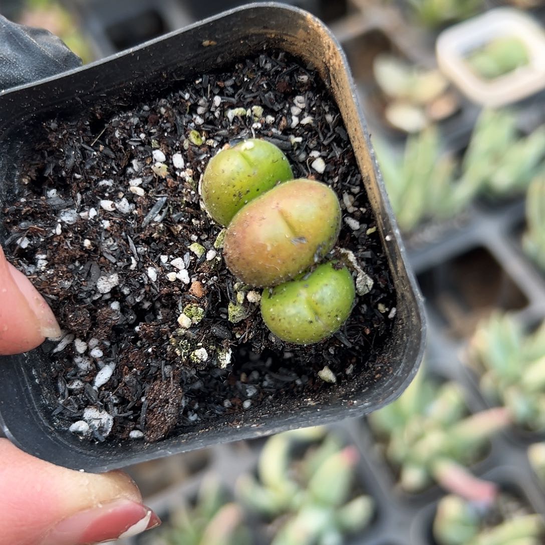 多肉植物毛翠堤群